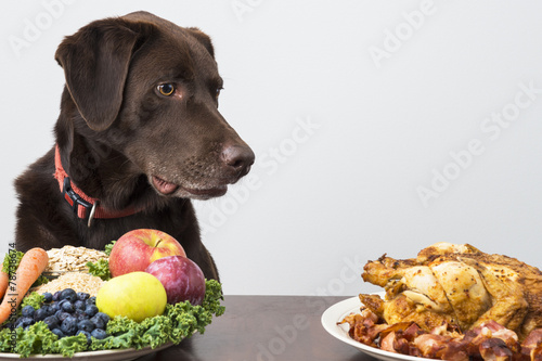 Dog with vegan and meat food