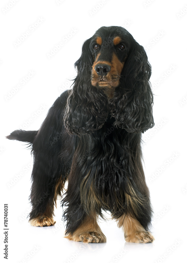 cocker spaniel cocker spaniel