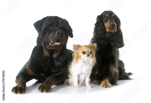 Fototapeta Naklejka Na Ścianę i Meble -  three dogs