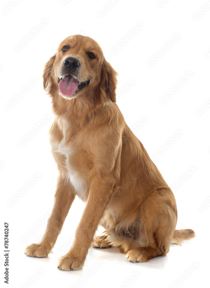 young golden retriever young golden retriever