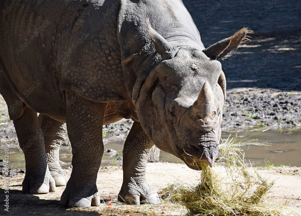 Fototapeta premium Rhinoceros is eating