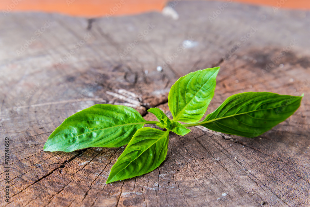 The  basil on wood background.