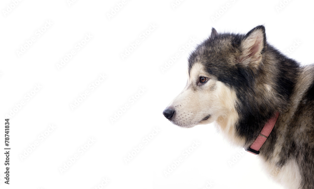 chien femelle Malamute chien femelle Malamute