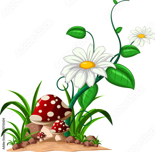 mushrooms in the garden