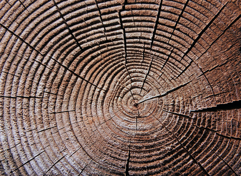 Naklejka premium Pierścienie wzrostu z drewna