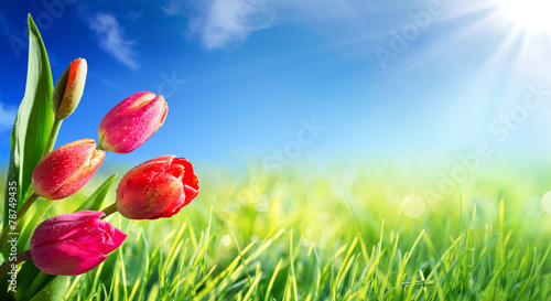 Fototapeta Naklejka Na Ścianę i Meble -  Spring and easter background with tulips in sunny meadow