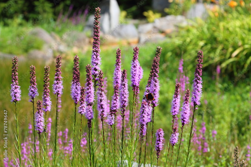 Obraz premium Purple Flowers
