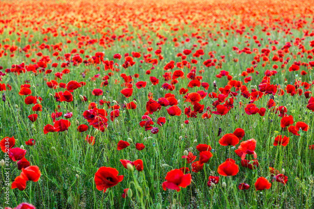 Poppies field at sunset