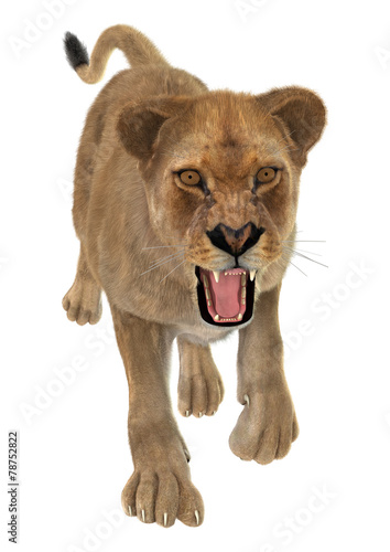 Fototapeta Naklejka Na Ścianę i Meble -  Angry Lioness