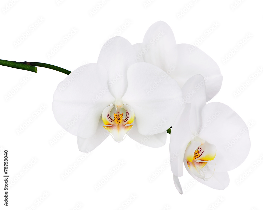 Five day old white orchid isolated on white background.