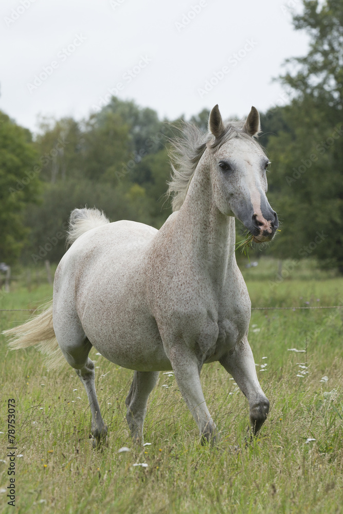 Obraz premium Pferde Im Mohnfeld