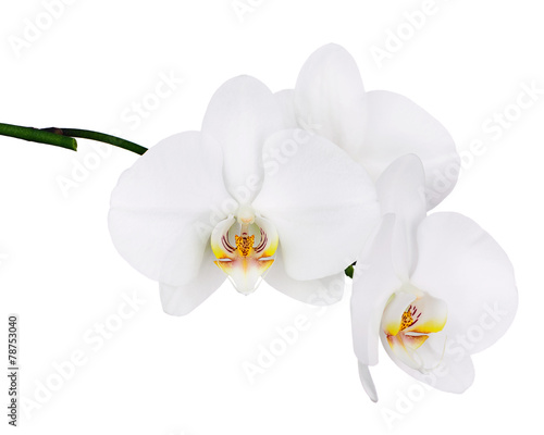 Fototapeta Naklejka Na Ścianę i Meble -  Five day old white orchid isolated on white background.