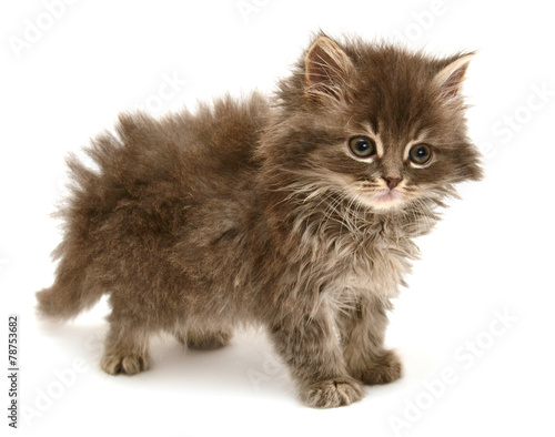 Beautiful persian little kitten