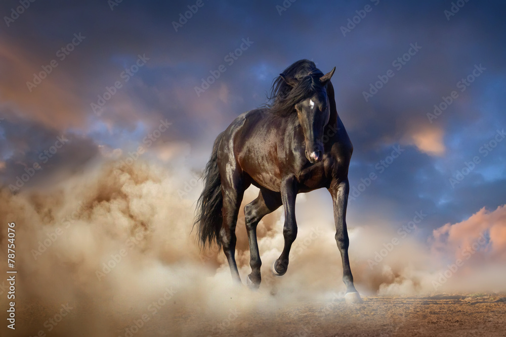 Beautiful black stallion run in desert dust against sunset sky - obrazy, fototapety, plakaty 