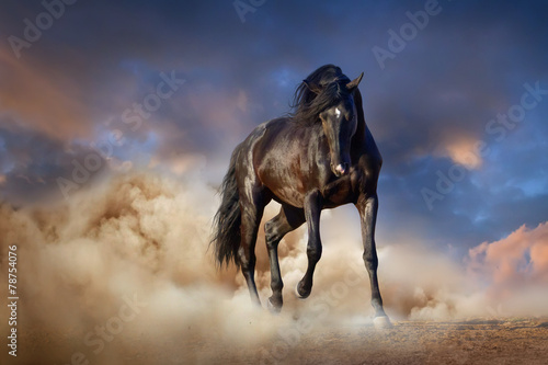 Beautiful black stallion run in desert dust against sunset sky