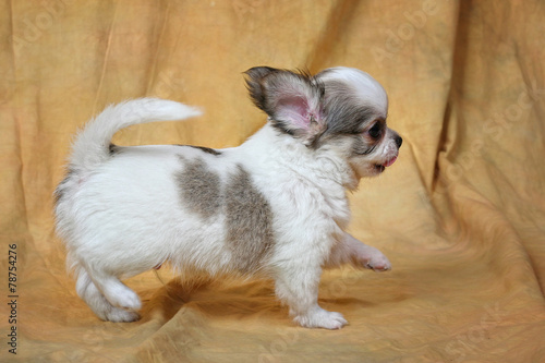 Chihuahua