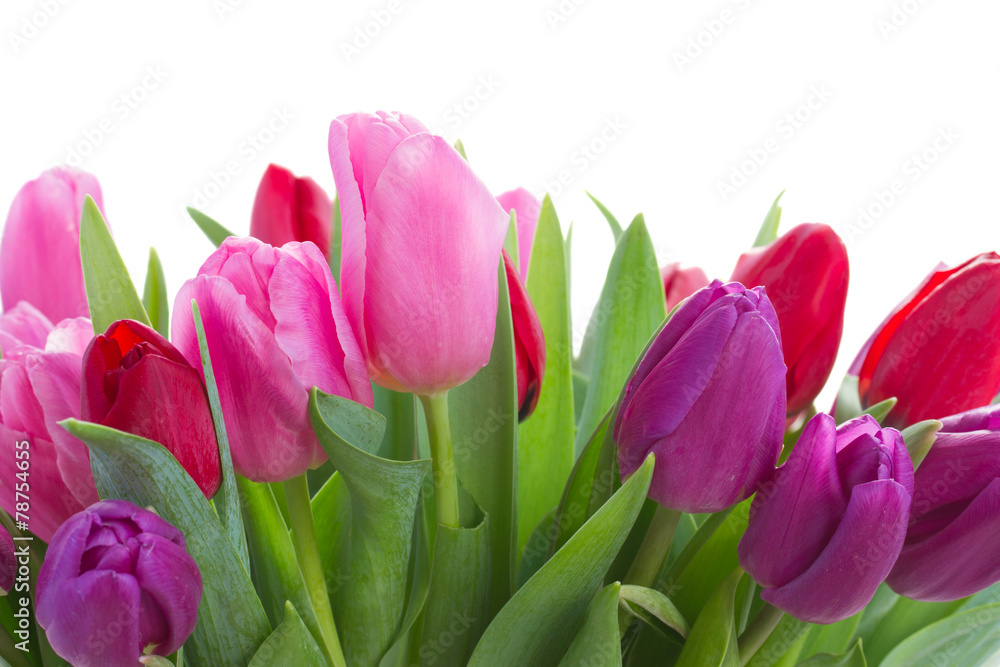 bouquet of red and purple tulip flowers bouquet of red and purple tulip flowers