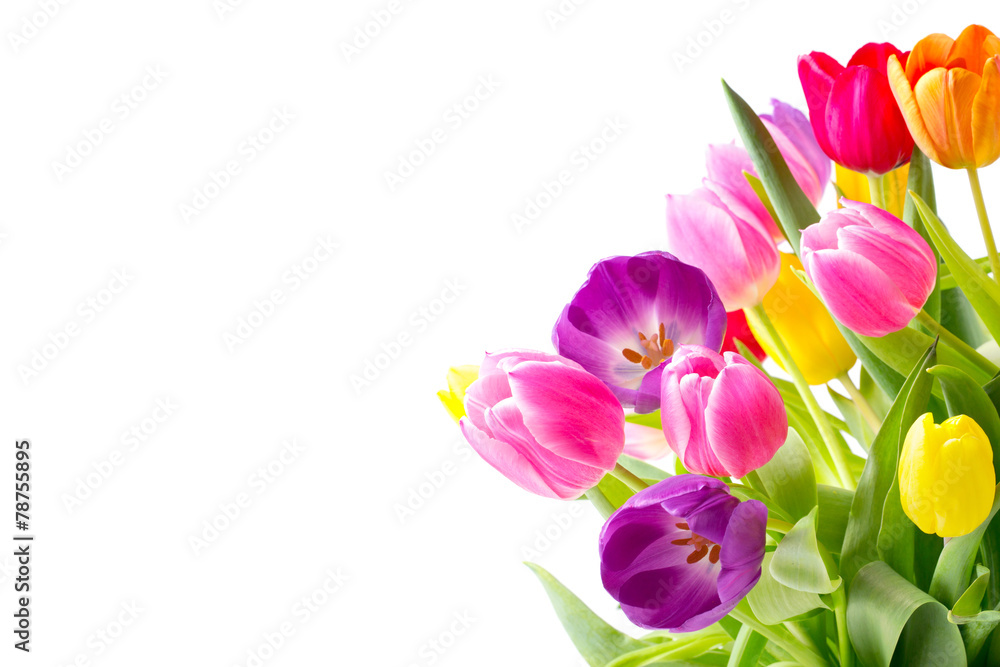 Blumen Frühling Freisteller - obrazy, fototapety, plakaty 