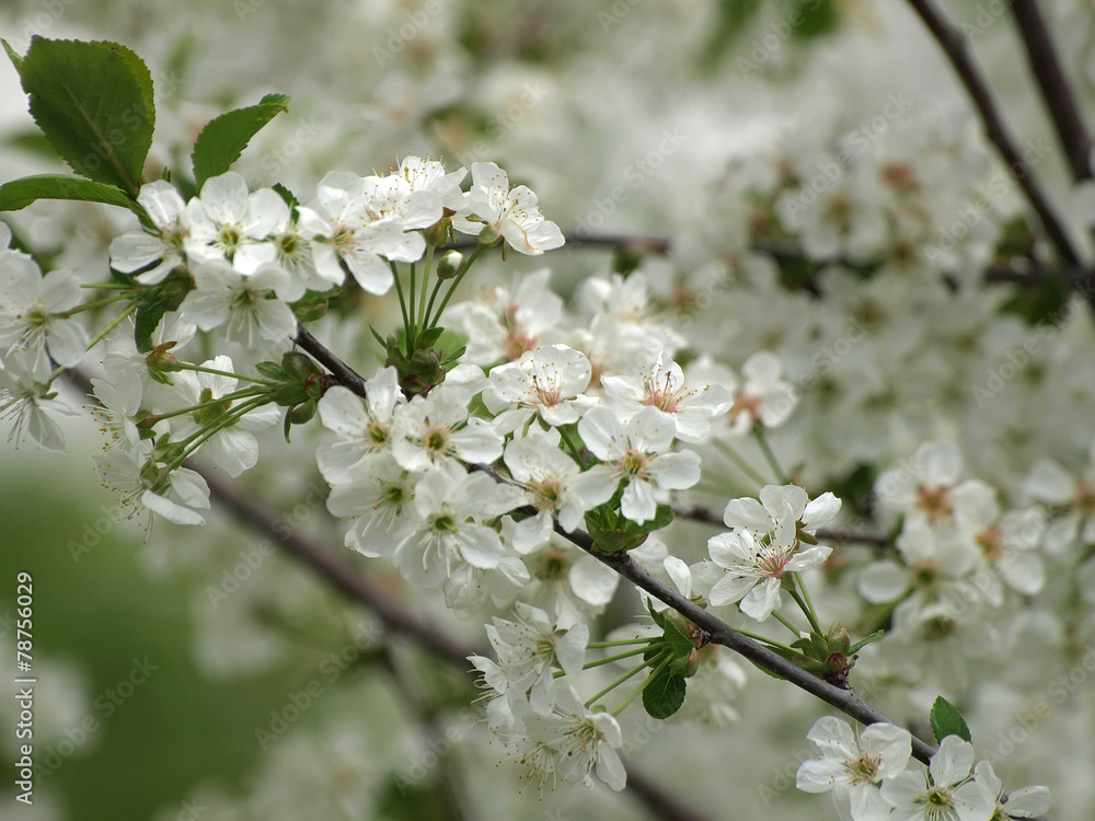 cherry flowers on the branch in the garden