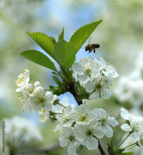 bee in cherry tree flowers