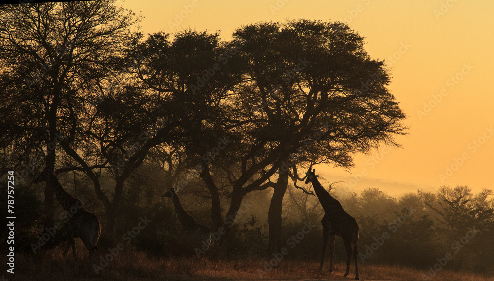 Giraffe in early morning light
