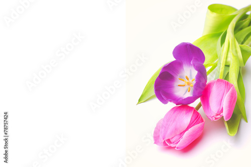 Tulpen auf wei  em Hintergrund