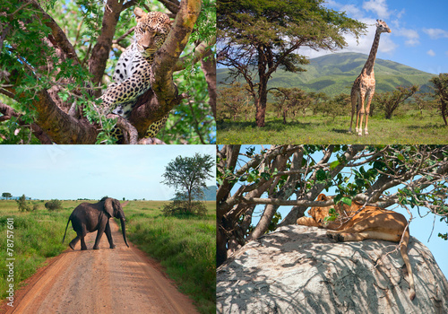 Safari in Africa. set of wild animals.
