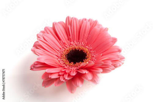 Fototapeta Naklejka Na Ścianę i Meble -  Gerber flower on white background.