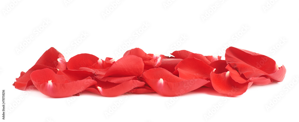 Fototapeta premium Red rose petals composition