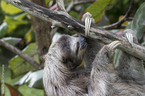 Dreifingerfaultier im Regenwald von Costa Rica photo