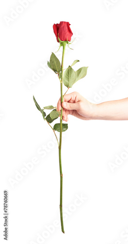 Hand holding a rose isolated