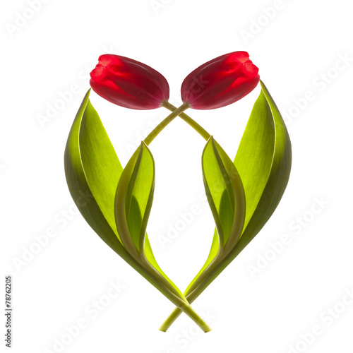 two red tulips