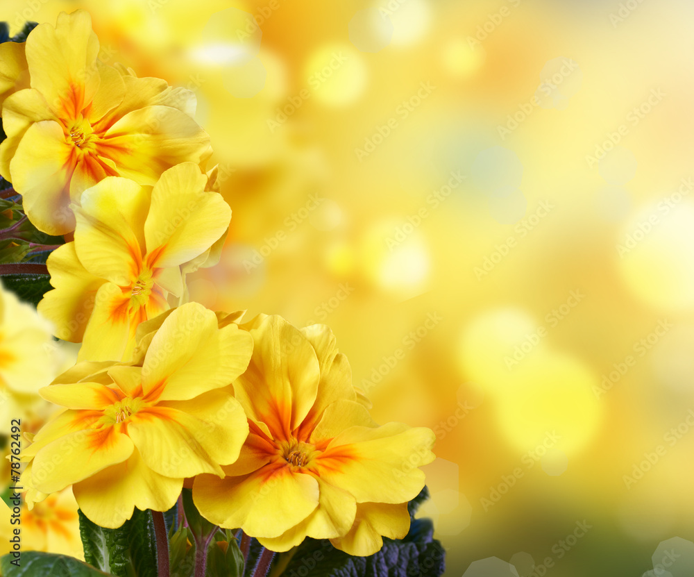 Yellow flowers on a nature background Yellow flowers on a nature background