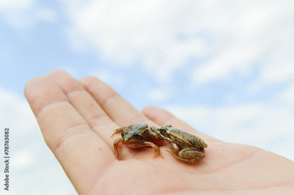 frog frog