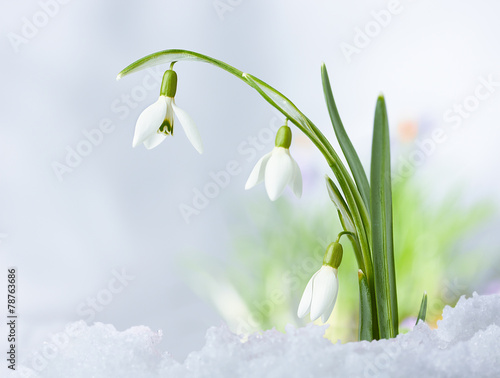 Photos Beautifull Spring snowdrop flowers
