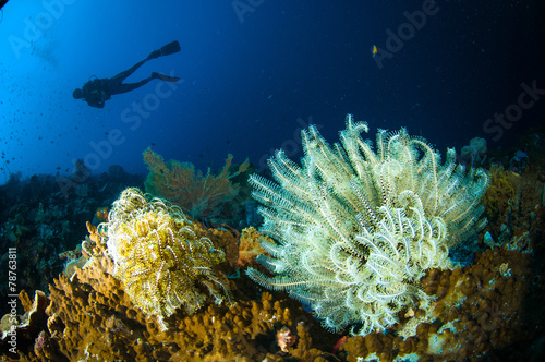 Fototapeta Naklejka Na Ścianę i Meble -  scuba diving crinoid bunaken sulawesi indonesia lamprometra sp.