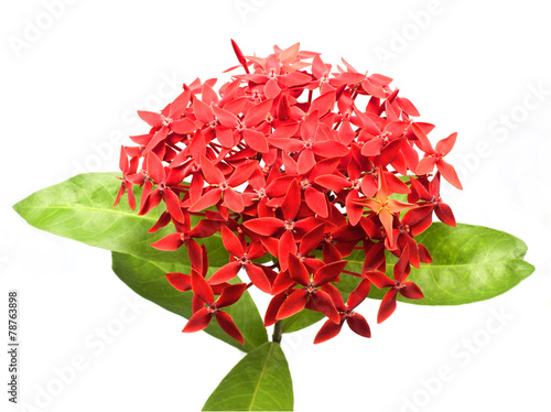 Fototapeta Naklejka Na Ścianę i Meble -  Red Ixora, West Indian Jasmine.