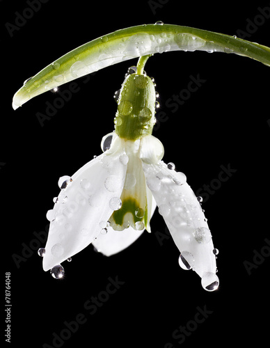 Spring snowdrop flower