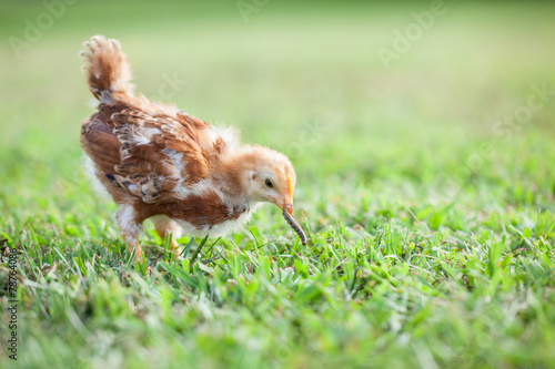 Baby Chick Eating Worm