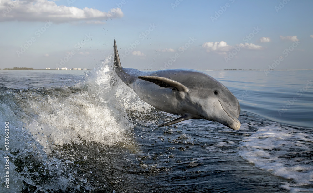 Obraz premium Bottle Nosed Dolphin