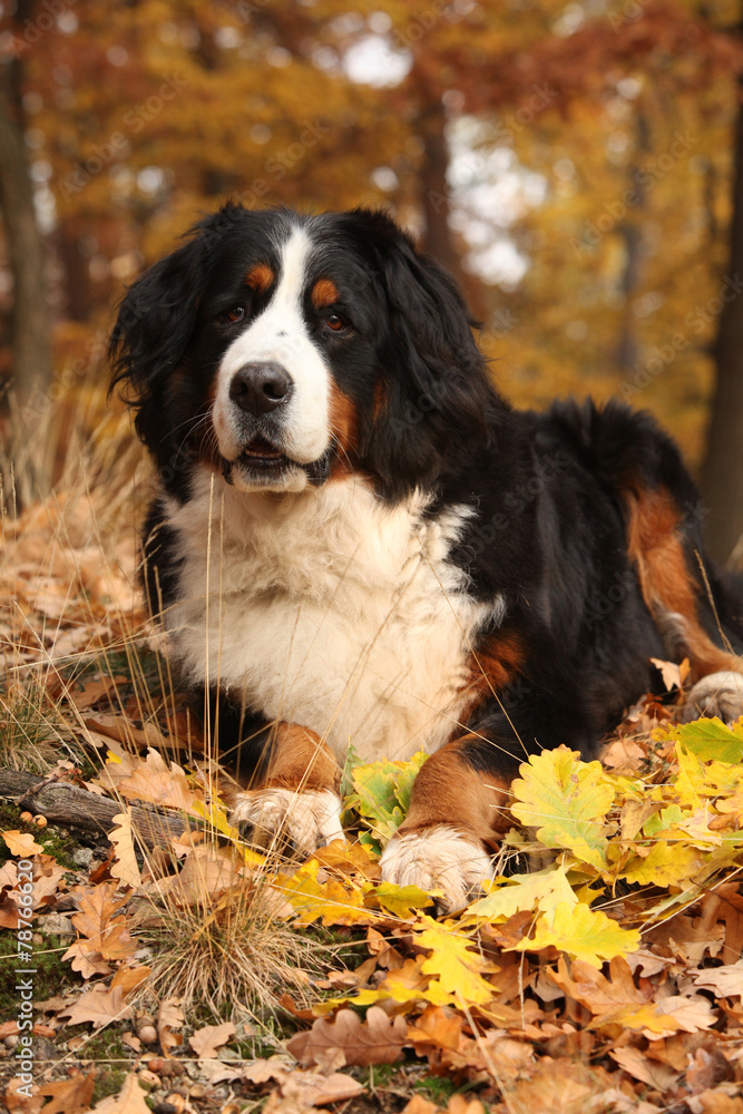 Amazing bernese mountain dog lying in autumn forest Amazing bernese mountain dog lying in autumn forest