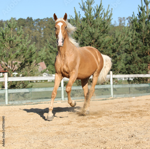 Amazing palomino warmblood running