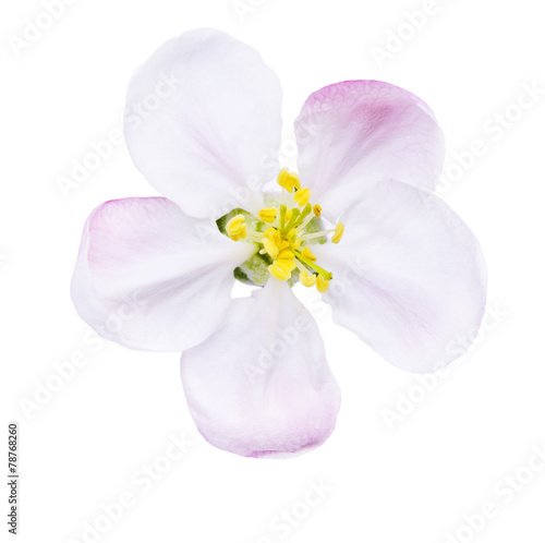 Apfelblüte