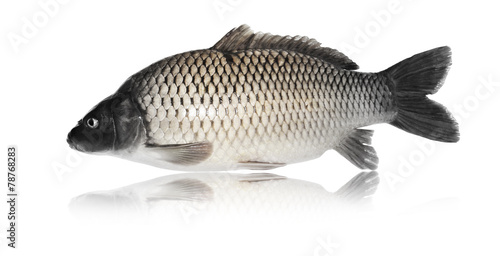Speisefisch