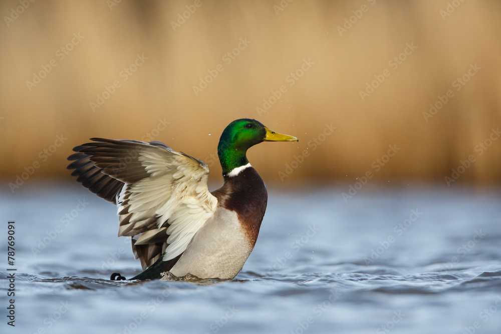 Naklejka premium a wild duck