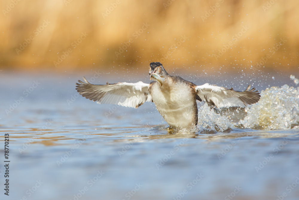 Obraz premium a great crested grebe with a fish