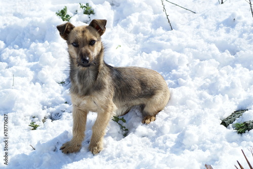 Dog in the snow