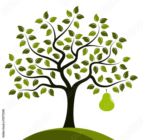 pear tree