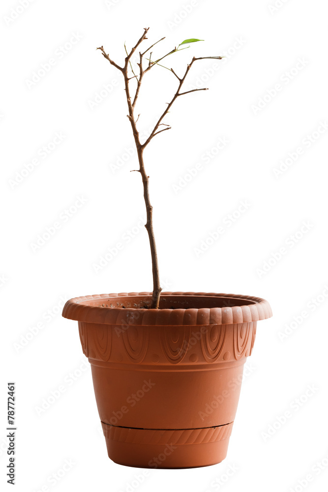 dried flower in pot isolated on white background dried flower in pot isolated on white background