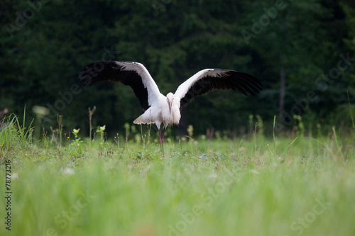 Young white stork landing